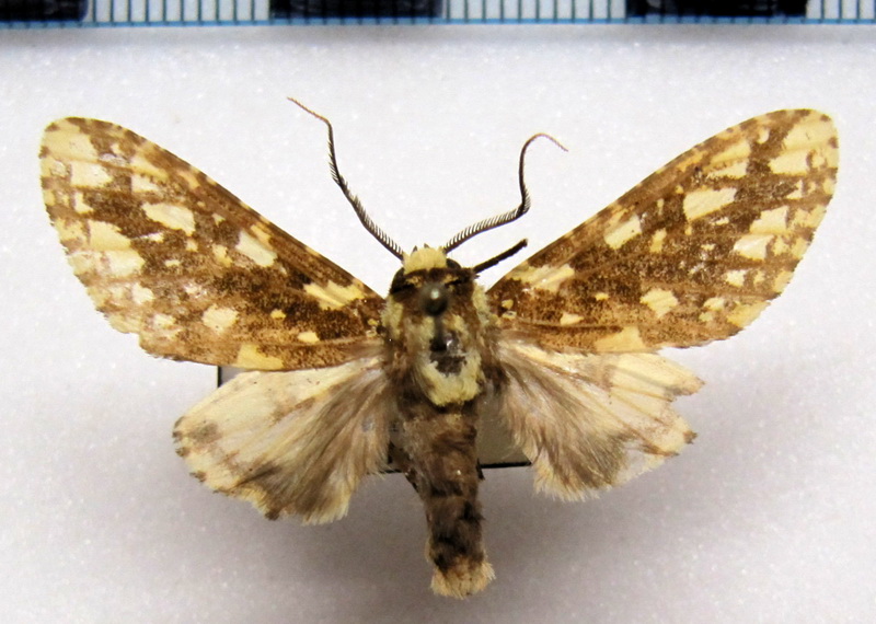   Lampruna punctata  mâle Rothschild, 1909                             