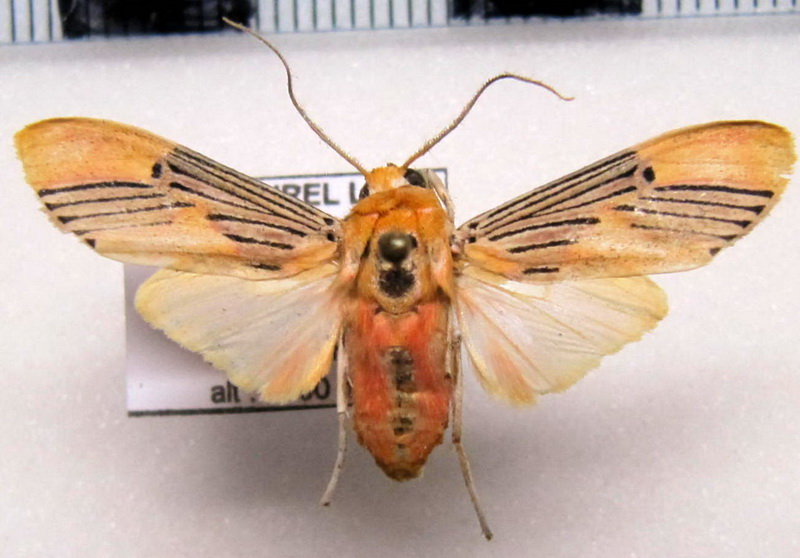 Lepidokirbyia vittipes   male  Walker, 1855                               