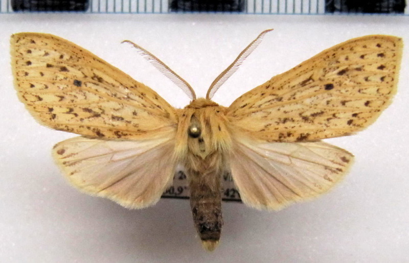 Leucanopsis bactris   mâle   (Sepp, [1852])                         