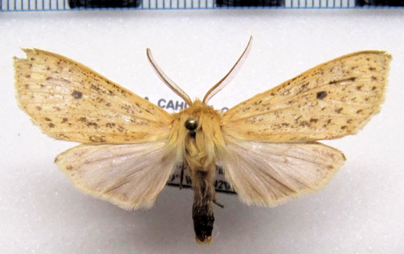  Leucanopsis bactris     mâle   (Sepp, [1852])                          