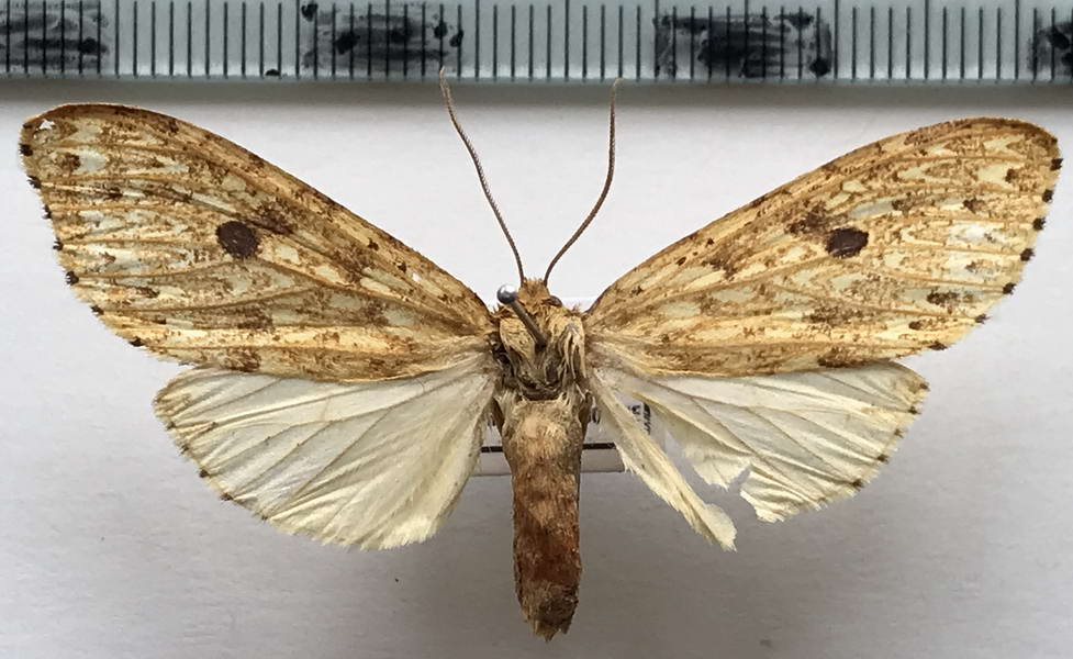  Leucanopsis boliviana mâle   Dognin, 1922