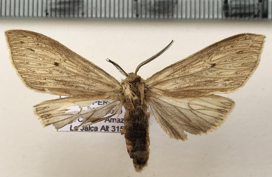  Leucanopsis falacroides mâle   (Rothschild, 1909)