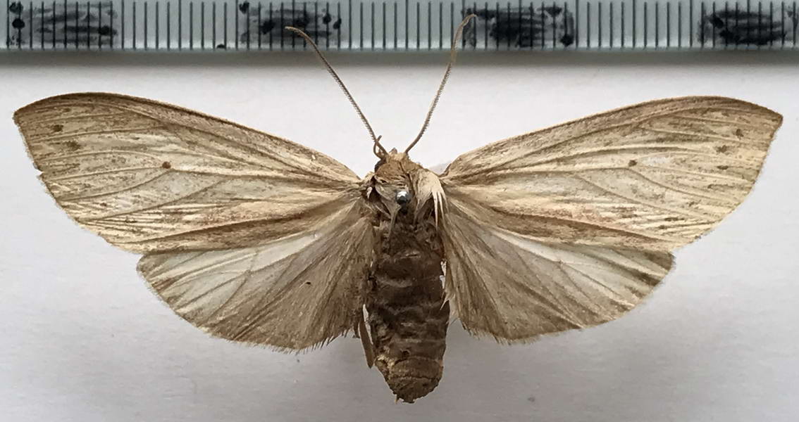  Leucanopsis guascana femelle   (Schaus, 1941)