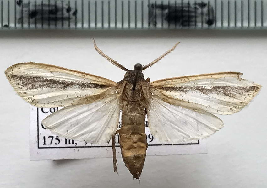   Leucanopsis lineata mâle  (Schaus, 1894)