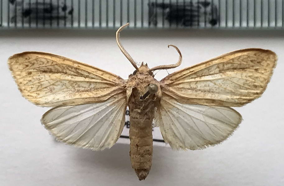  Leucanopsis louella mâle (Schaus, 1941)