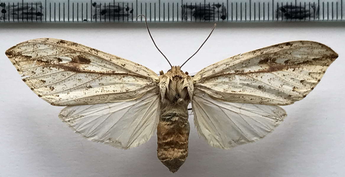  Leucanopsis oryboides femelle   Rothschild, 1909)