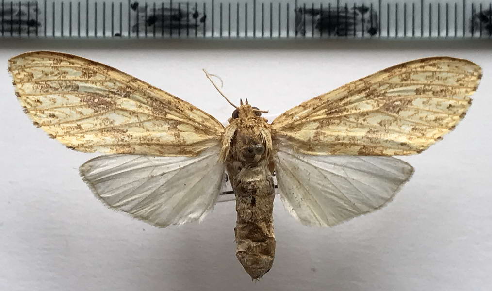   Leucanopsis quadrata  femelle  (Rothschild, 1910)