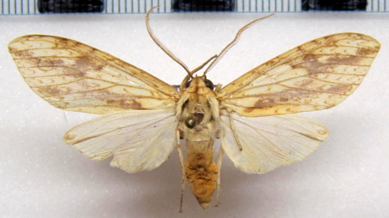   Leucanopsis racema   male Schaus, 1905                             
