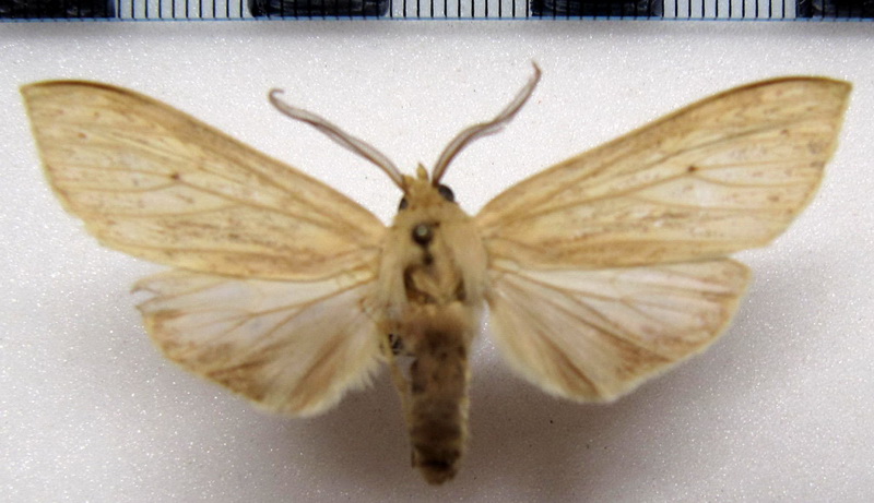  Leucanopsis sp 09  male                               