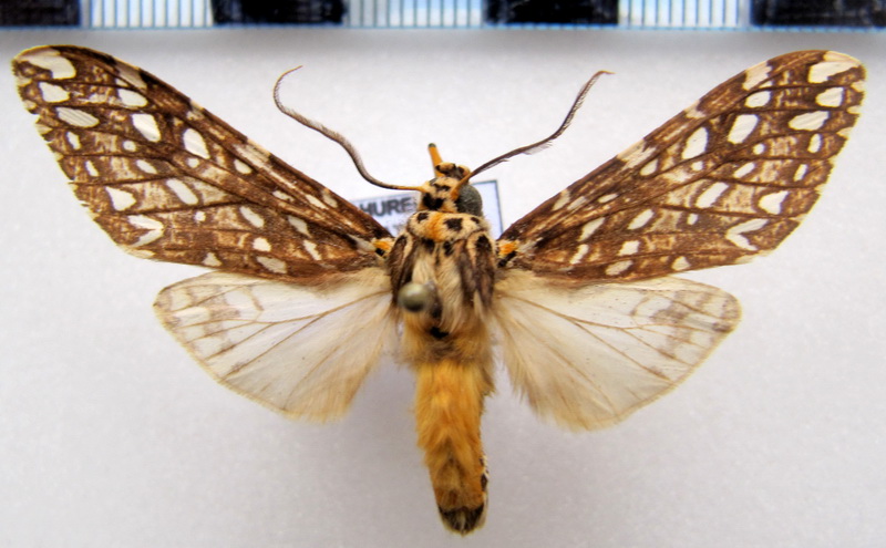   Lophocampa andensis mâle      Schaus, 1896                        