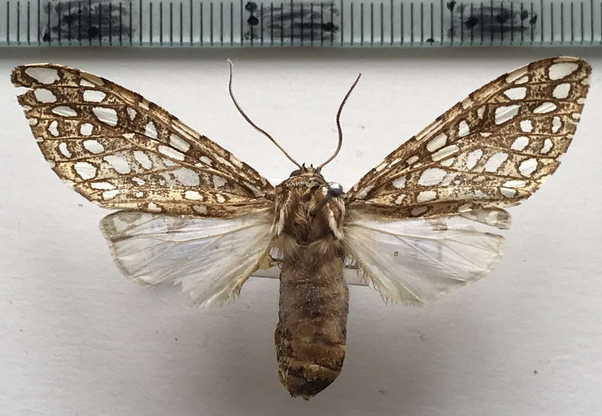    Lophocampa andensis femelle      Schaus, 1896