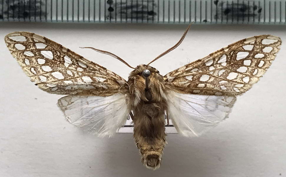   Lophocampa andensis mâle      Schaus, 1896