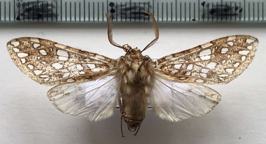    Lophocampa andensis mâle      Schaus, 1896