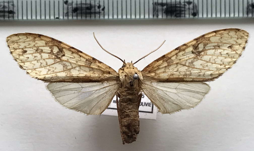   Lophocampa distincta femelle   (Rothschild, 1909)