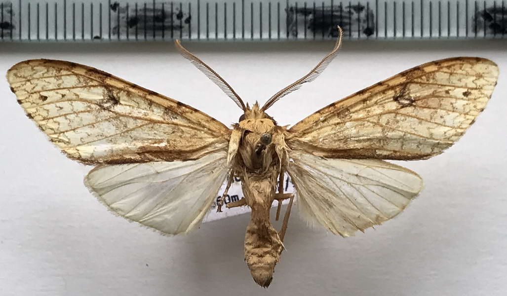  Lophocampa distincta mâle (Rothschild, 1909)