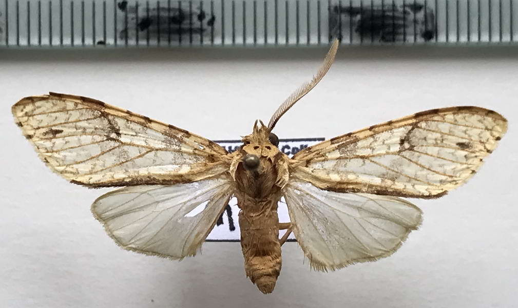   Lophocampa distincta mâle (Rothschild, 1909)