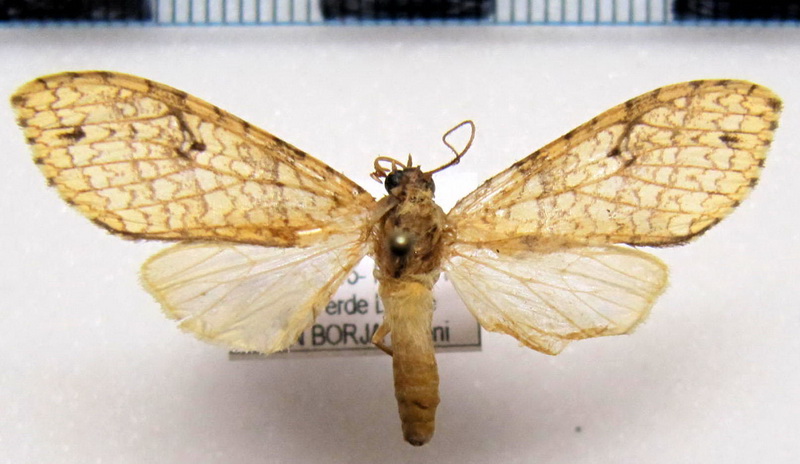  Lophocampa maroniensis maroniensis femelle  Schaus, 1905                              