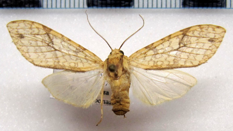 Lophocampa maroniensis maroniensis  femelle  Schaus, 1905                               