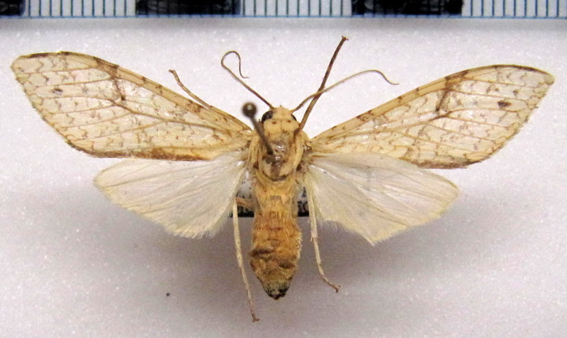   Lophocampa maroniensis maroniensis  femelle  Schaus, 1905                             