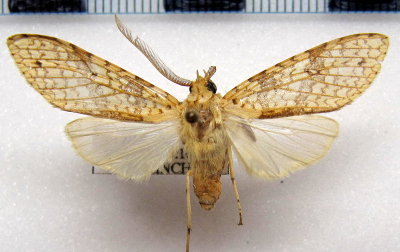   Lophocampa maroniensis maroniensis  male  Schaus, 1905                             