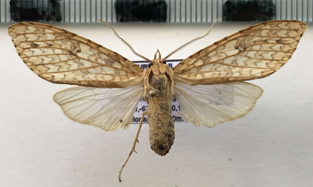   Lophocampa pectina femelle   (Schaus, 1896)