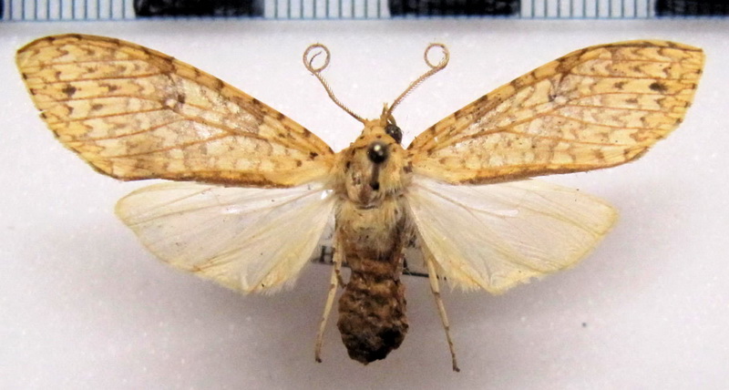   Lophocampa  sp 12 femelle                   