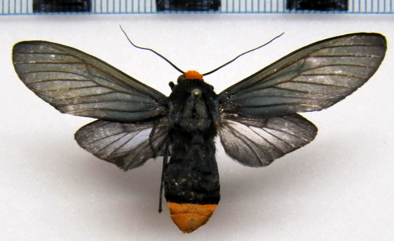 Machaeraptenus crocopera  femelle   Schaus, 1905                               