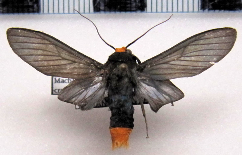 Machaeraptenus crocopera  male  Schaus, 1905                               