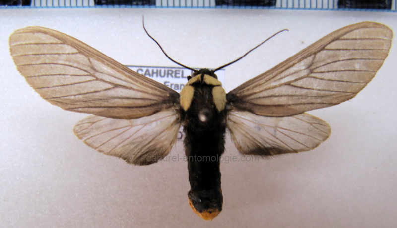  Machaeraptenus ventralis   femelle  Schaus, 1894                              