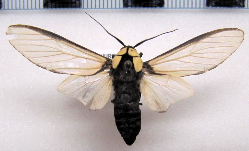 Machaeraptenus ventralis   male Schaus, 1894                               