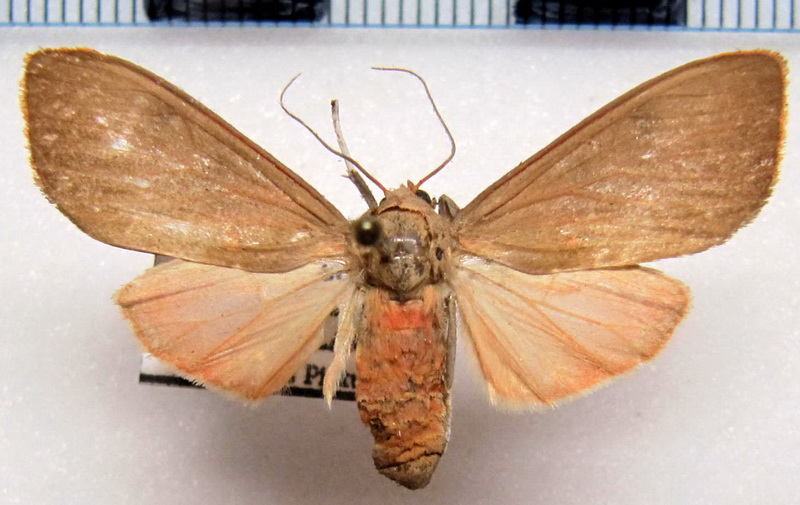 Melese incertus  (Walker, 1855)    femelle                         
