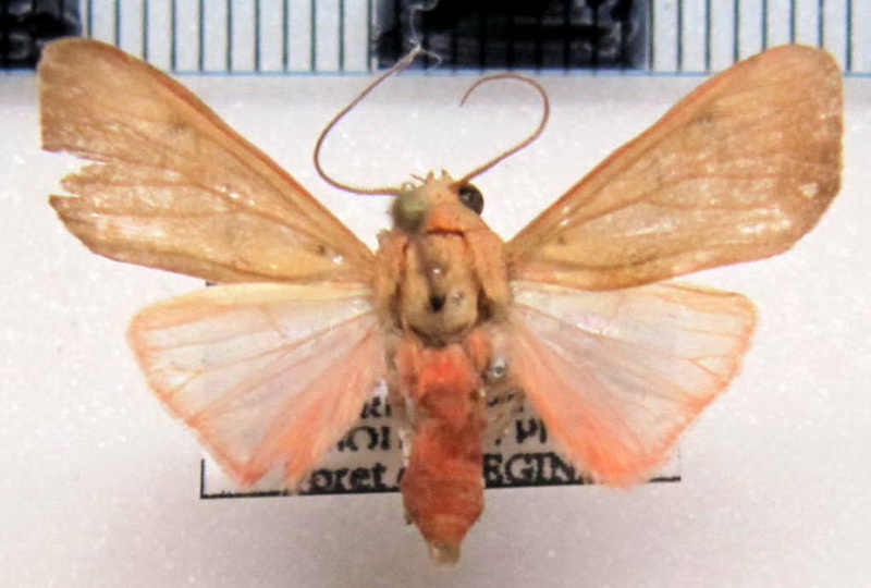 Melese incertus  (Walker, 1855) mâle                  