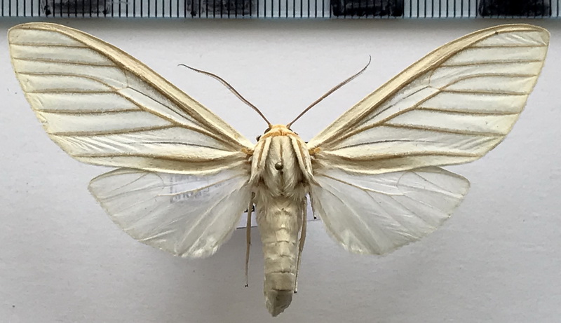 Munona iridescens  mâle Schaus, 1894 