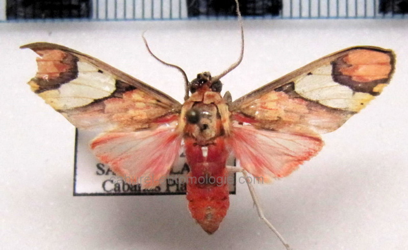 Neonerita dorsipuncta   mâle Hampson, 1901 