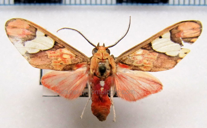  Neonerita dorsipuncta   mâle Hampson, 1901