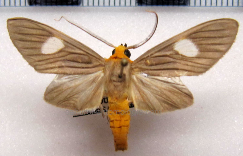   Neritos discophora mâle  Hampson, 1920