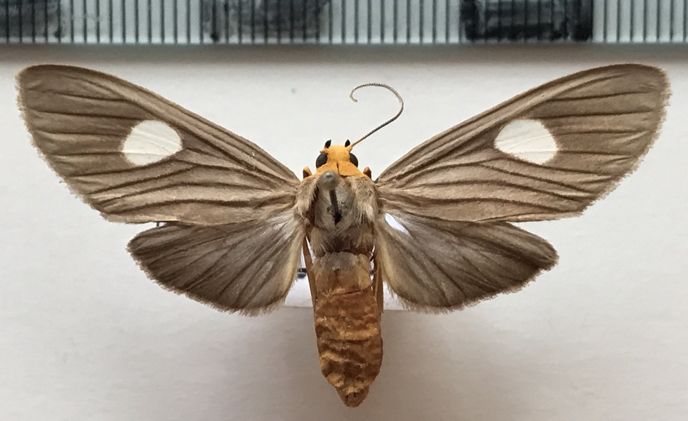    Neritos discophora femelle Hampson, 1920