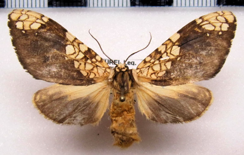  Ochrodota  pronapides femelle   Druce, 1894