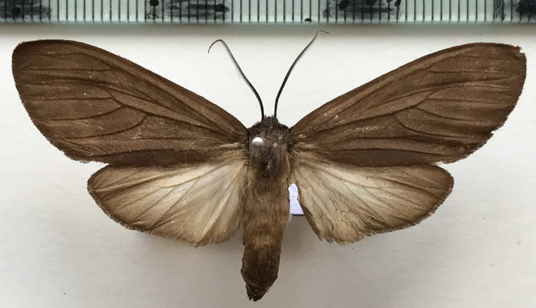  Onythes pallidicosta  femelle    Walker, 1855 