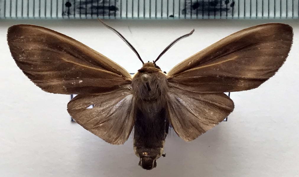  Onythes pallidicosta  mâle   Walker, 1855