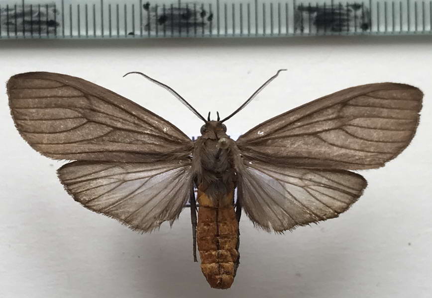   Opharus albiceps femelle  Dognin, 1901