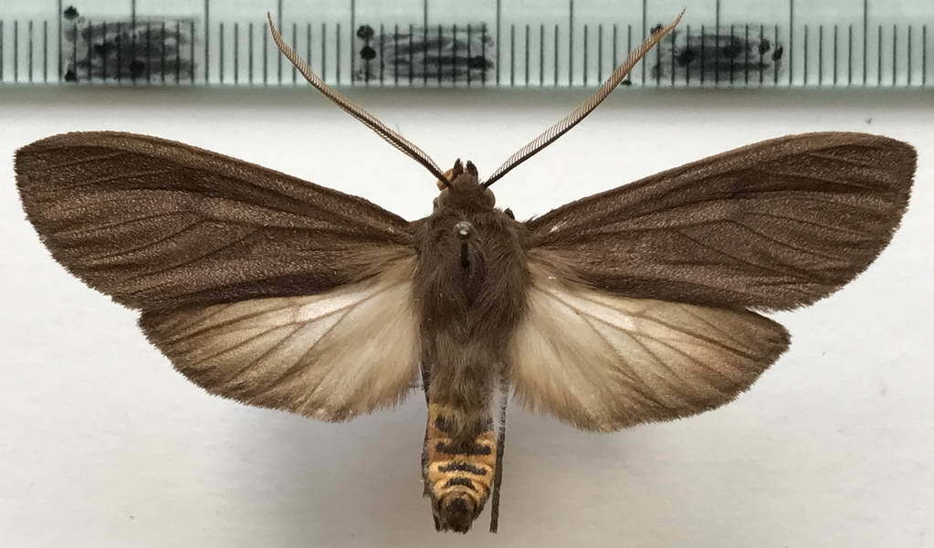  Opharus almopia mâle   (Druce, 1890)