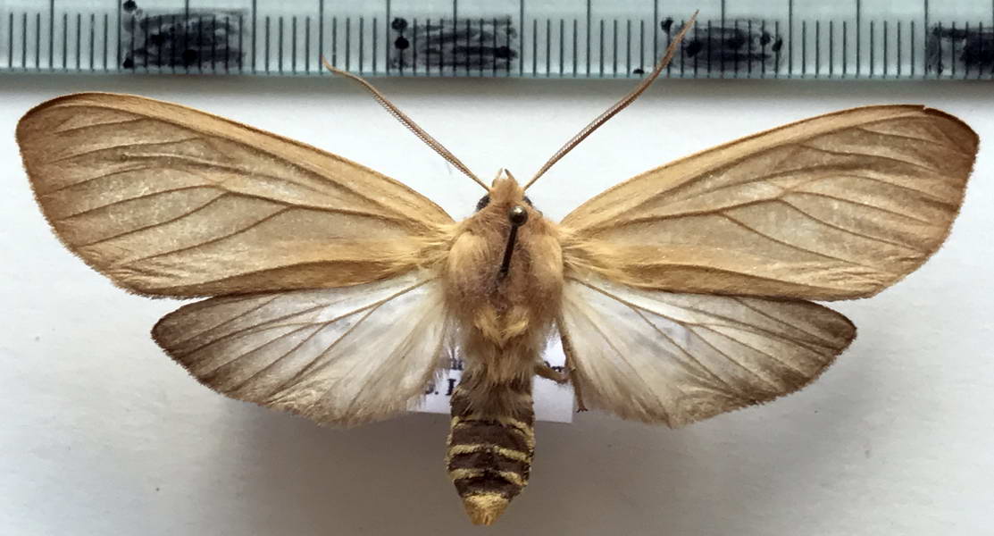   Opharus almopia mâle   (Druce, 1890)