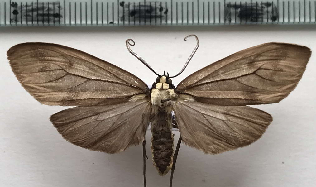   Opharus basalis femelle  Walker, 1856