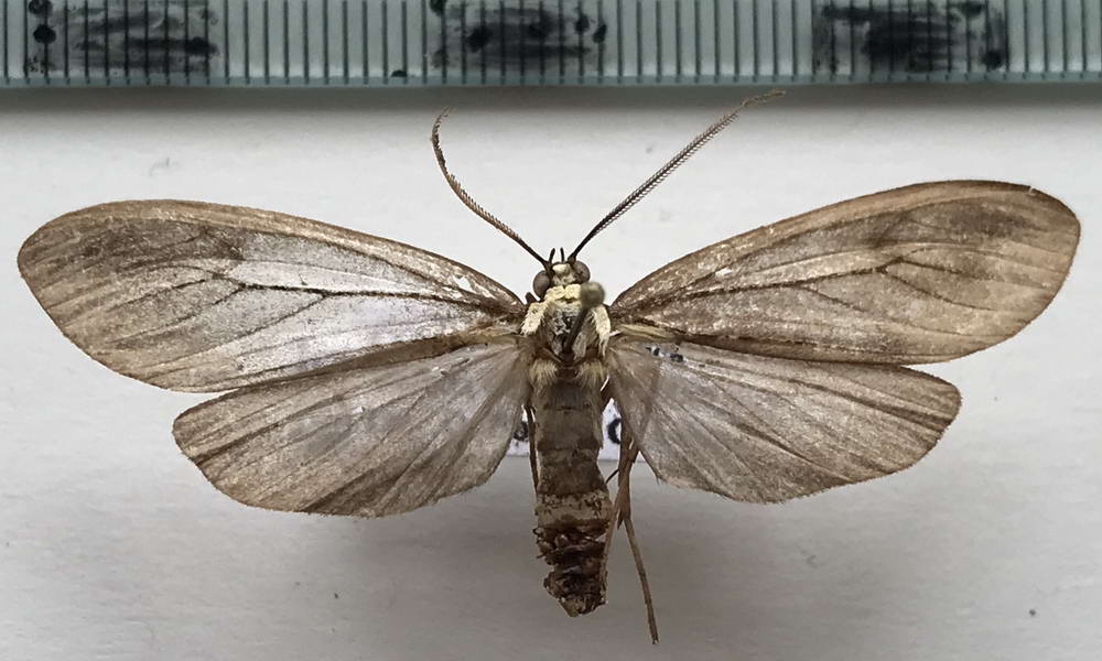   Opharus basalis mâle  Walker, 1856