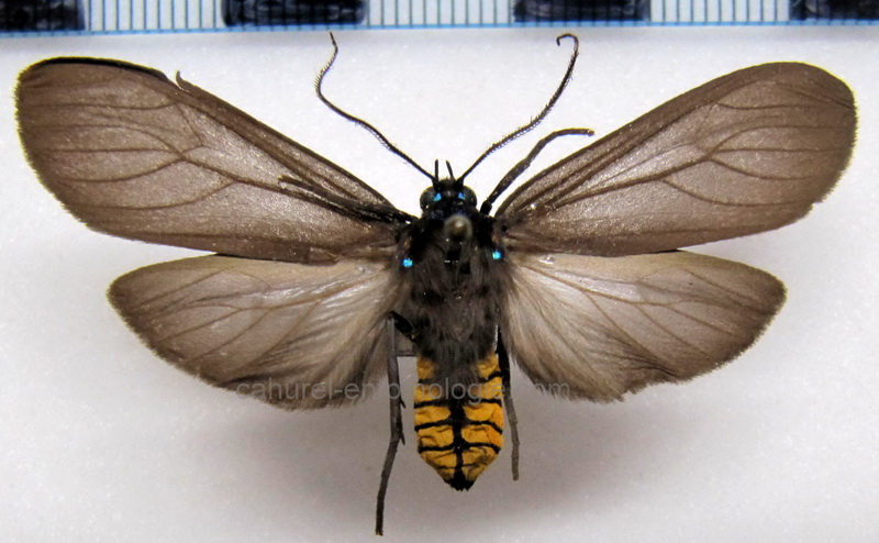        Opharus  consimilis  mâle   Hampson, 1901                                                     