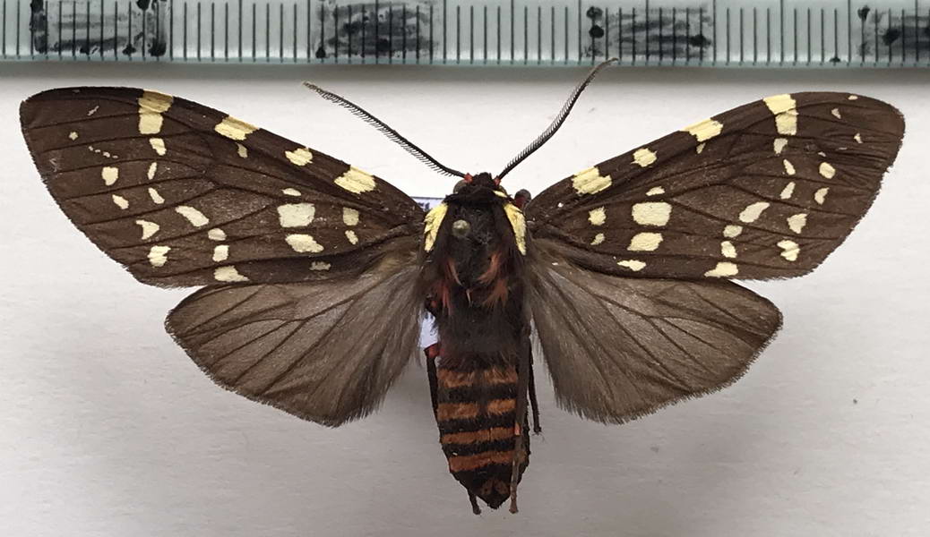   Opharus interposita femelle   Gaede, 1923