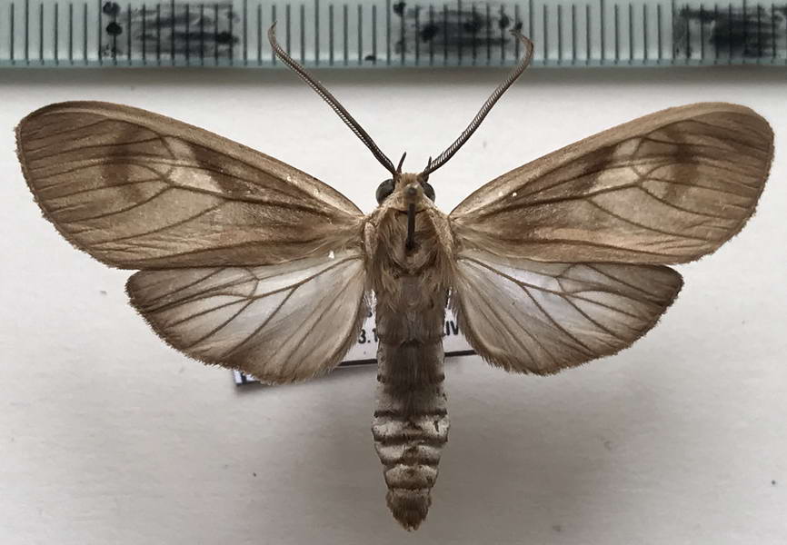  Opharus morosus mâle Schaus, 1892