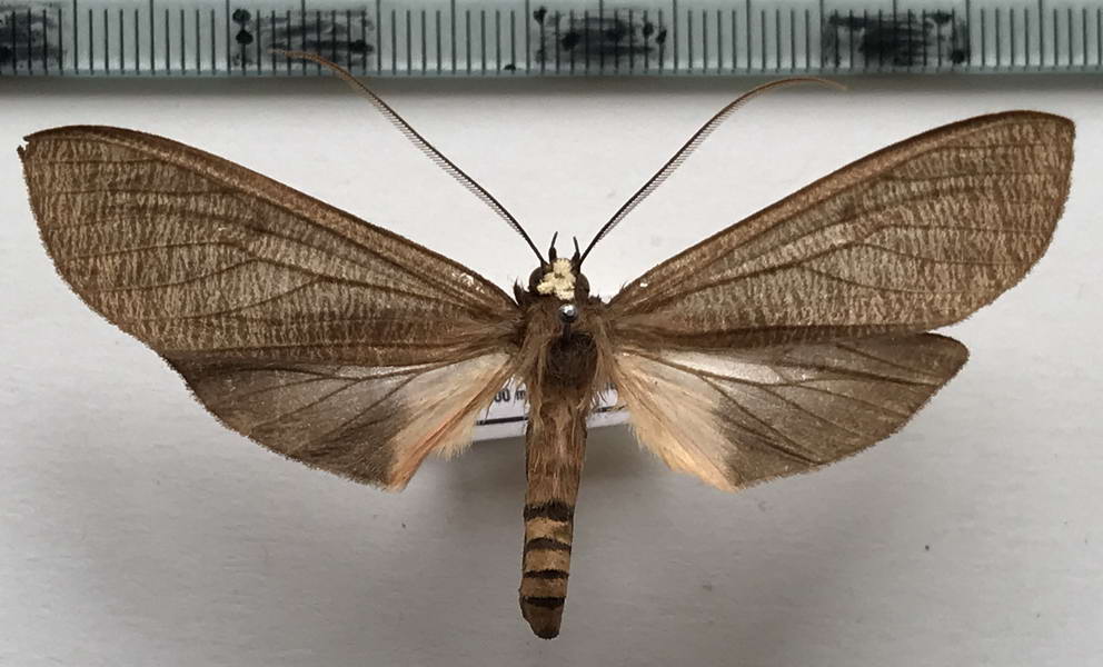  Opharus rhodosoma mâle (Butler, 1876)