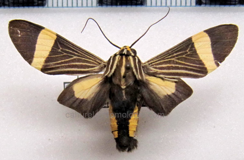 Ordishia rutilus   mâle Stoll, 1782